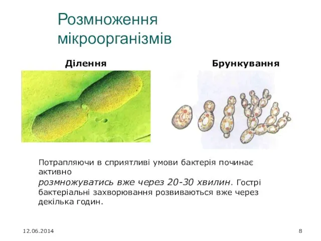 Розмноження мікроорганізмів 12.06.2014 Ділення Брункування Потрапляючи в сприятливі умови бактерія