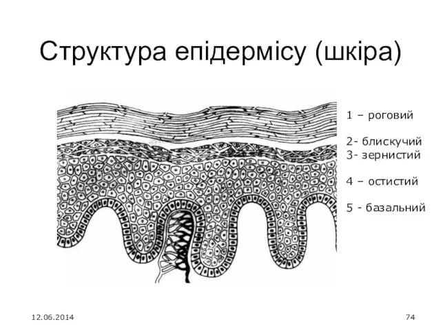 Структура епідермісу (шкіра) 1 – роговий 2- блискучий 3- зернистий