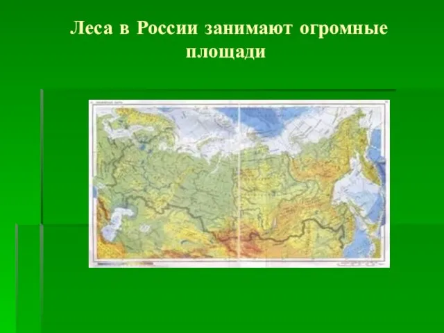 Леса в России занимают огромные площади