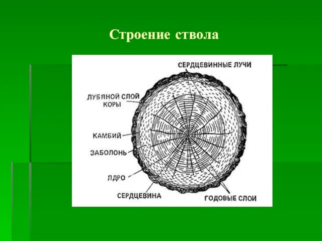 Строение ствола