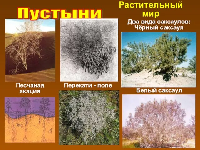 Песчаная акация Пустыни Растительный мир Перекати - поле Белый саксаул Два вида саксаулов: Чёрный саксаул