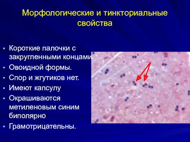 Морфологические и тинкториальные свойства Короткие палочки с закругленными концами Овоидной