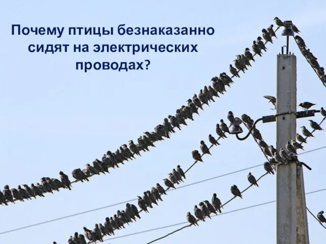 Почему птицы безнаказанно сидят на электрических проводах?
