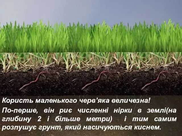 Користь маленького черв’яка величезна! По-перше, він риє численні нірки в