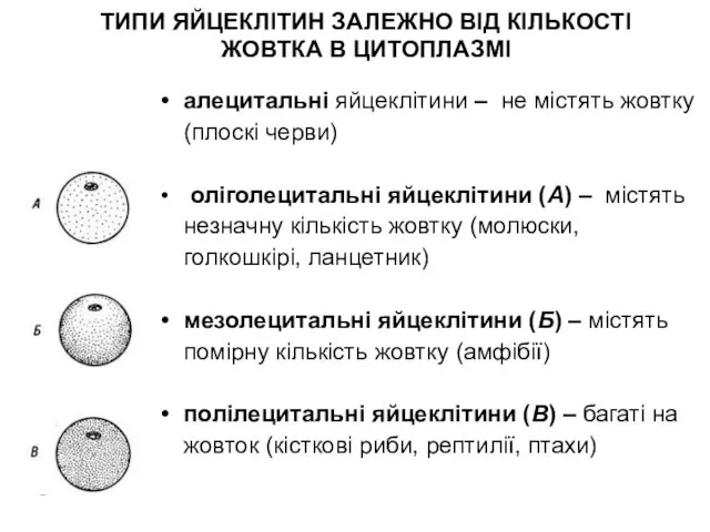 алецитальні яйцеклітини – не містять жовтку (плоскі черви) оліголецитальні яйцеклітини