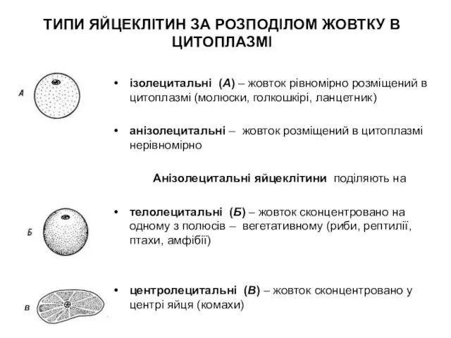 ізолецитальні (А) – жовток рівномірно розміщений в цитоплазмі (молюски, голкошкірі,