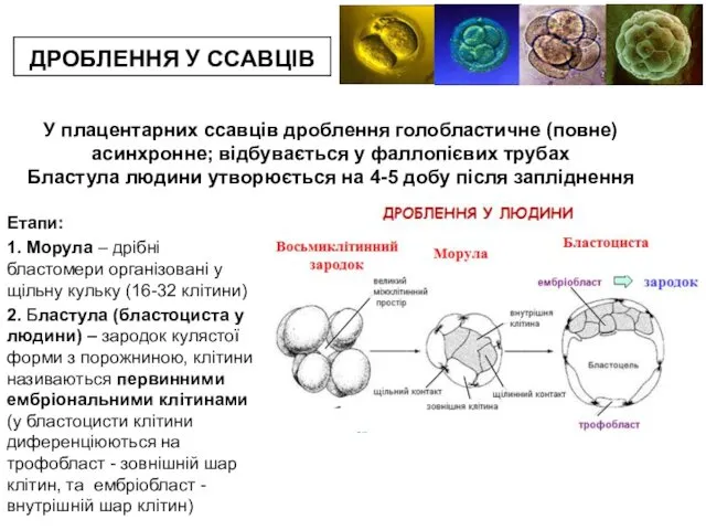 ДРОБЛЕННЯ У ССАВЦІВ Етапи: 1. Морула – дрібні бластомери організовані