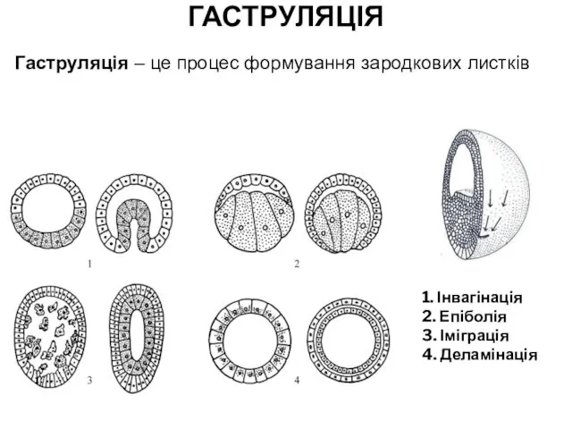 Гаструляція – це процес формування зародкових листків 1. Інвагінація 2. Епіболія 3. Іміграція 4. Деламінація ГАСТРУЛЯЦІЯ