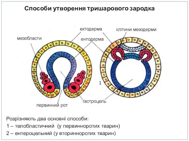 Розрізняють два основні способи: 1 – телобластичний (у первинноротих тварин)