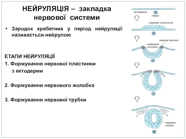 НЕЙРУЛЯЦІЯ – закладка нервової системи Зародок хребетних у період нейруляції