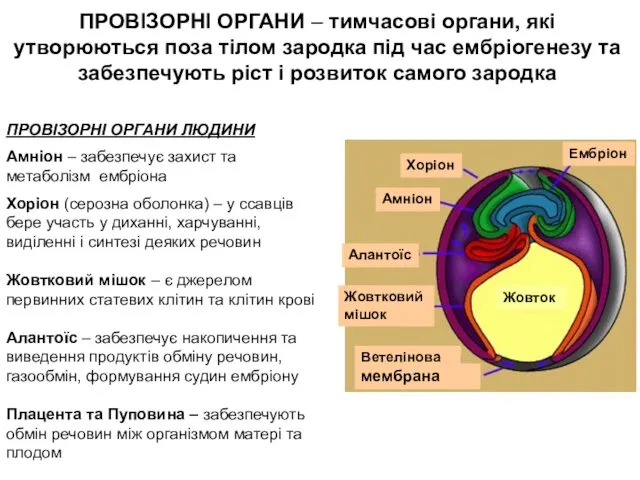 ПРОВІЗОРНІ ОРГАНИ – тимчасові органи, які утворюються поза тілом зародка