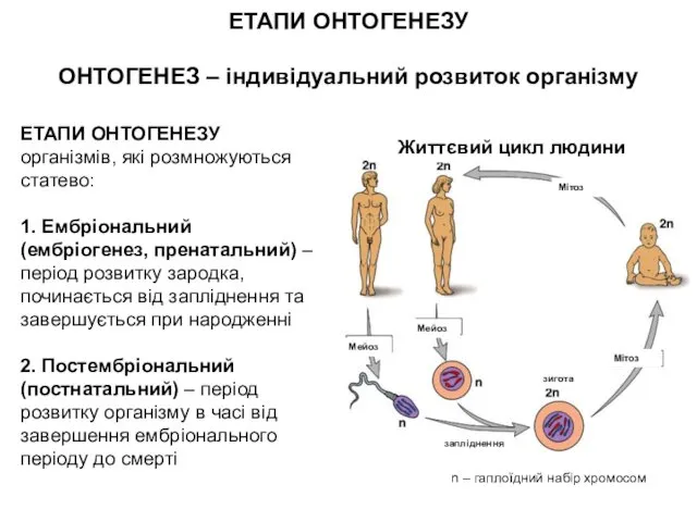 ЕТАПИ ОНТОГЕНЕЗУ ОНТОГЕНЕЗ – індивідуальний розвиток організму ЕТАПИ ОНТОГЕНЕЗУ організмів,