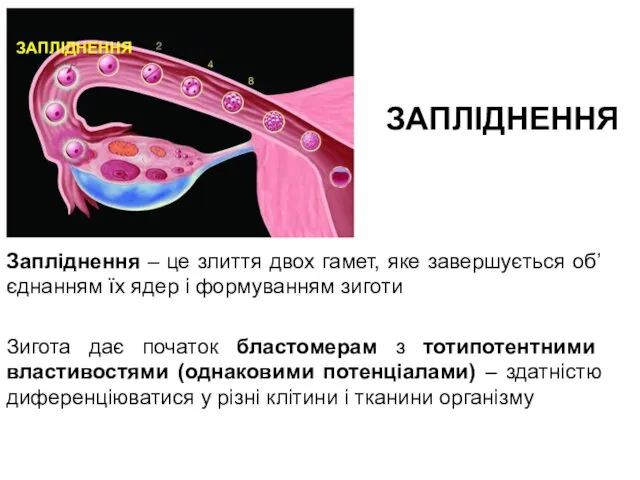 ЗАПЛІДНЕННЯ Запліднення – це злиття двох гамет, яке завершується об’єднанням