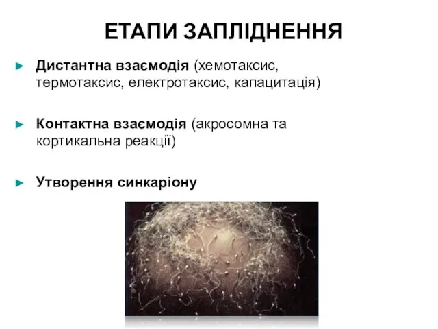 ЕТАПИ ЗАПЛІДНЕННЯ Дистантна взаємодія (хемотаксис, термотаксис, електротаксис, капацитація) Контактна взаємодія (акросомна та кортикальна реакції) Утворення синкаріону