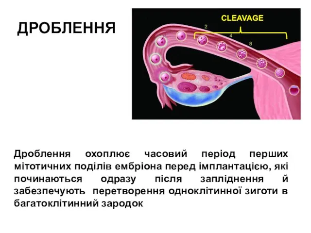 Дроблення охоплює часовий період перших мітотичних поділів ембріона перед імплантацією,