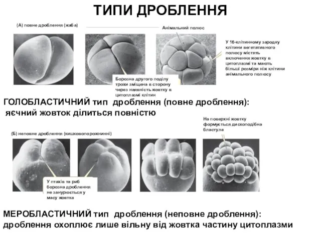 ТИПИ ДРОБЛЕННЯ ГОЛОБЛАСТИЧНИЙ тип дроблення (повне дроблення): яєчний жовток ділиться