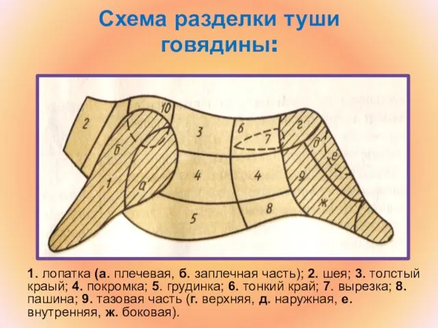 Схема разделки туши говядины: 1. лопатка (а. плечевая, б. заплечная