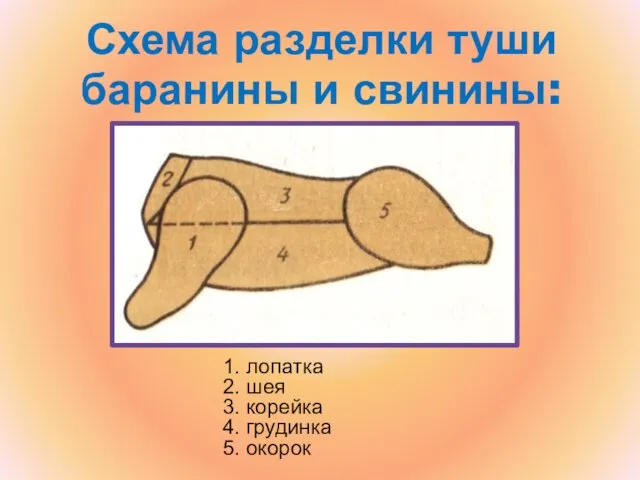 Схема разделки туши баранины и свинины: 1. лопатка 2. шея 3. корейка 4. грудинка 5. окорок