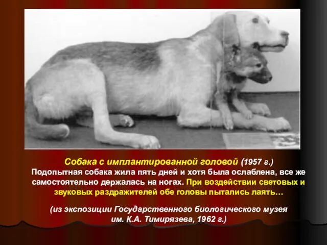 Собака с имплантированной головой (1957 г.) Подопытная собака жила пять