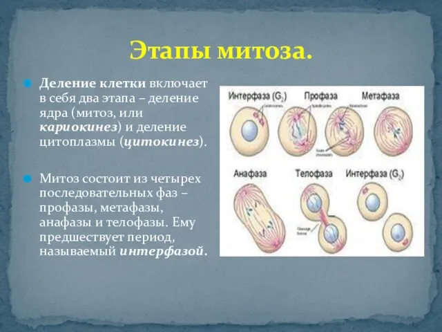 Этапы митоза. Деление клетки включает в себя два этапа –