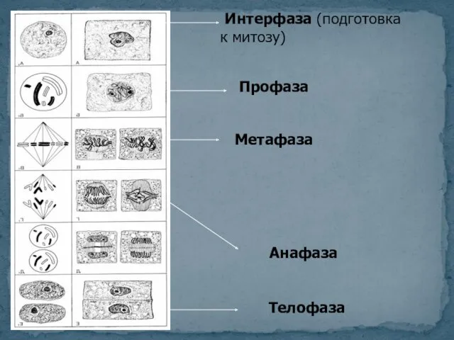 Интерфаза (подготовка к митозу) Профаза Метафаза Анафаза Телофаза