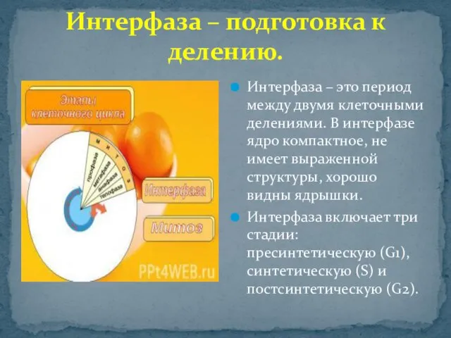 Интерфаза – подготовка к делению. Интерфаза – это период между