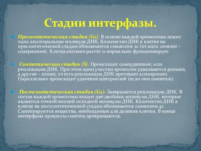 Пресинтетическая стадия (G1). В основе каждой хромосомы лежит одна двуспиральная