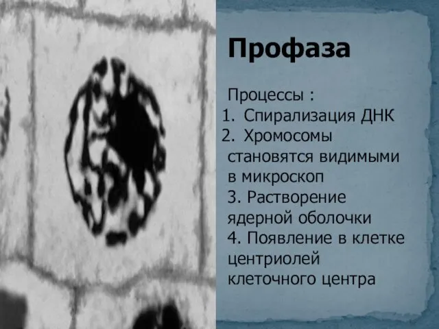 Профаза Процессы : Спирализация ДНК Хромосомы становятся видимыми в микроскоп