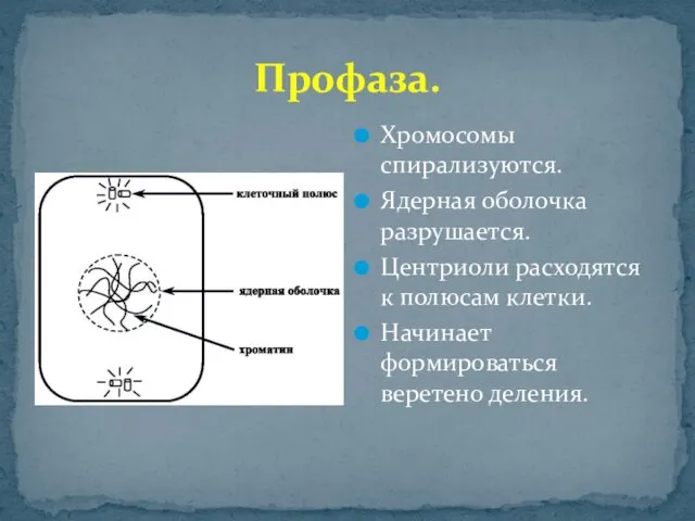 Профаза. Хромосомы спирализуются. Ядерная оболочка разрушается. Центриоли расходятся к полюсам клетки. Начинает формироваться веретено деления.