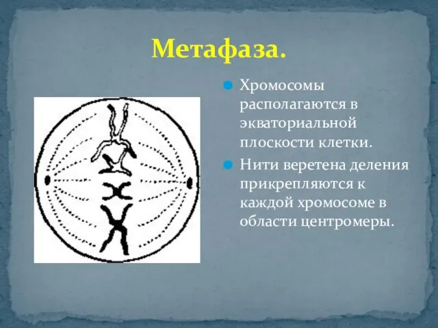 Метафаза. Хромосомы располагаются в экваториальной плоскости клетки. Нити веретена деления