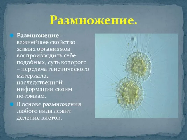 Размножение. Размножение – важнейшее свойство живых организмов воспроизводить себе подобных,