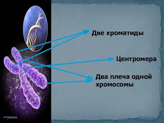 Две хроматиды Центромера Два плеча одной хромосомы