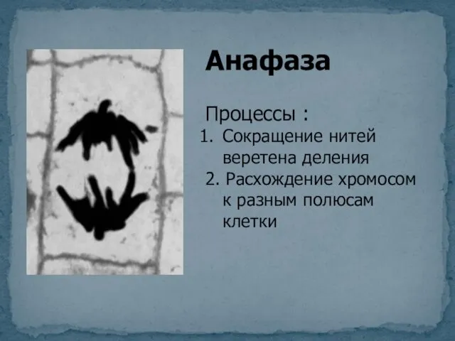 Анафаза Процессы : Сокращение нитей веретена деления 2. Расхождение хромосом к разным полюсам клетки