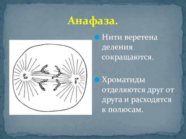 Анафаза. Нити веретена деления сокращаются. Хроматиды отделяются друг от друга и расходятся к полюсам.