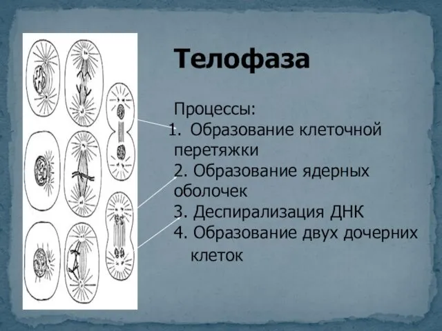 Телофаза Процессы: Образование клеточной перетяжки 2. Образование ядерных оболочек 3.