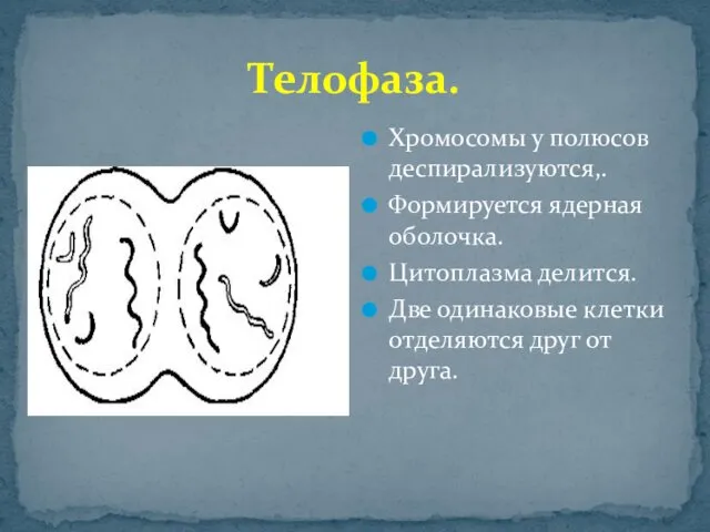 Телофаза. Хромосомы у полюсов деспирализуются,. Формируется ядерная оболочка. Цитоплазма делится.