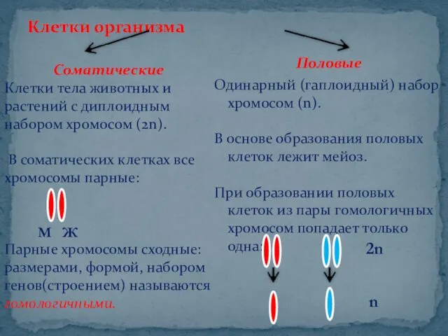 Клетки организма Соматические Клетки тела животных и растений с диплоидным