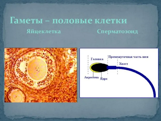 Гаметы – половые клетки Яйцеклетка Сперматозоид