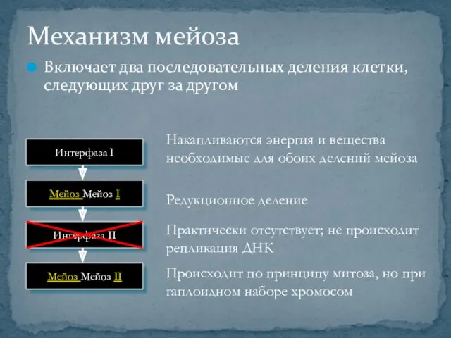 Механизм мейоза Включает два последовательных деления клетки, следующих друг за