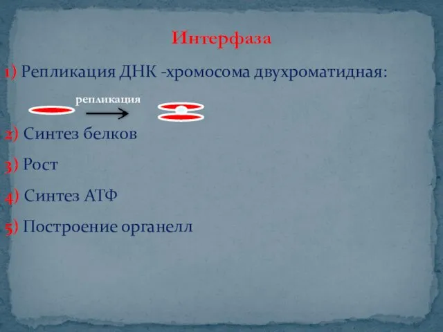 Интерфаза 1) Репликация ДНК -хромосома двухроматидная: 2) Синтез белков 3)