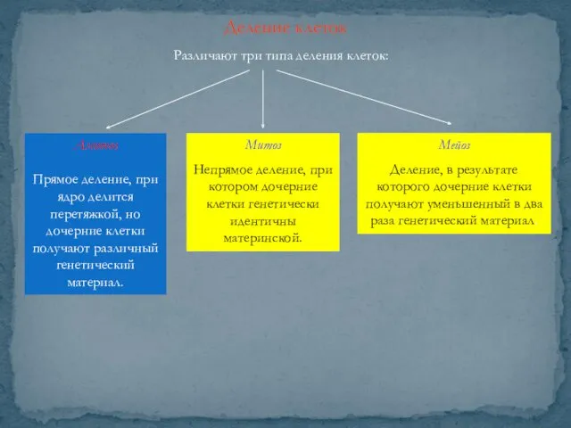 Деление клеток Различают три типа деления клеток: Амитоз Прямое деление,