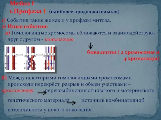 Мейоз I 1.Профаза I (наиболее продолжительная) 1) События такие же