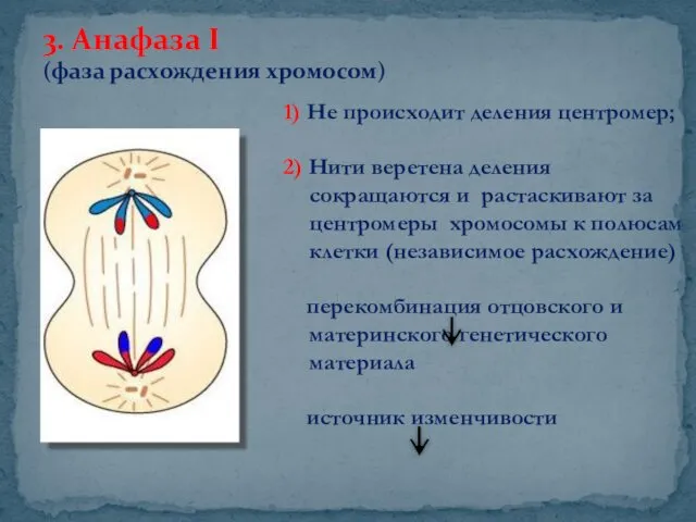 3. Анафаза I (фаза расхождения хромосом) 1) Не происходит деления