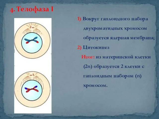 4. Телофаза I 1) Вокруг гаплоидного набора двухроматидных хромосом образуется