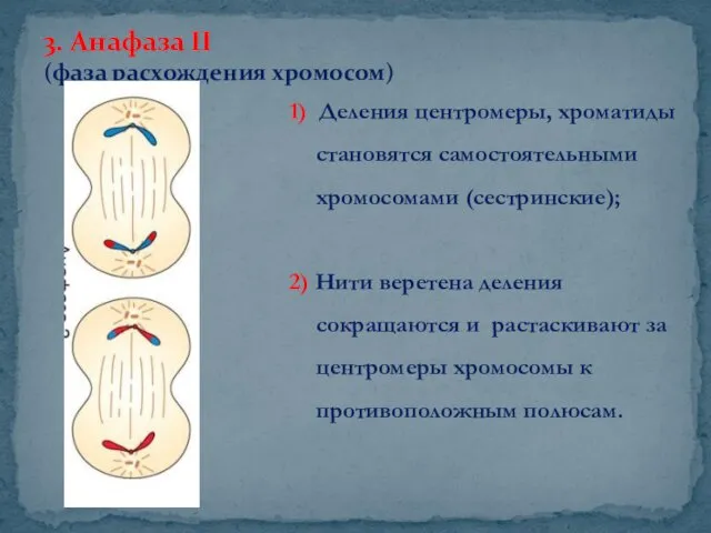 3. Анафаза II (фаза расхождения хромосом) 1) Деления центромеры, хроматиды