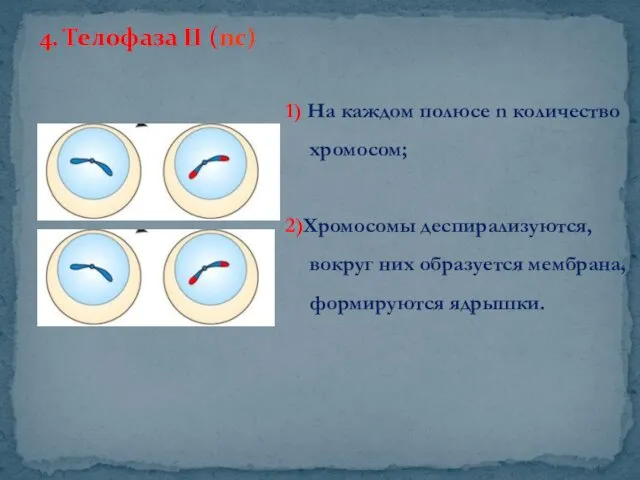 4. Телофаза II (nc) 1) На каждом полюсе n количество