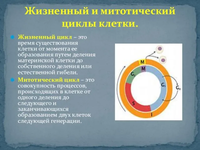 Жизненный и митотический циклы клетки. Жизненный цикл – это время