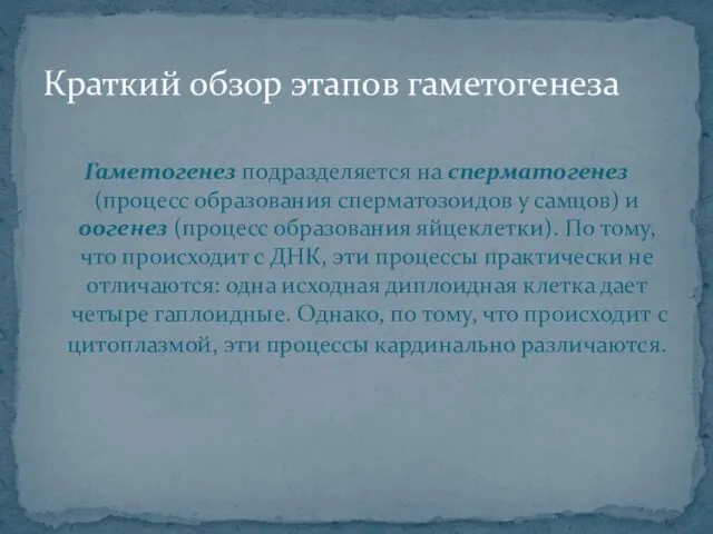 Краткий обзор этапов гаметогенеза Гаметогенез подразделяется на сперматогенез (процесс образования