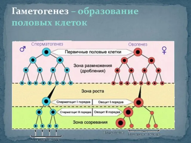 Гаметогенез – образование половых клеток