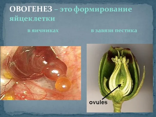 ОВОГЕНЕЗ – это формирование яйцеклетки в яичниках в завязи пестика